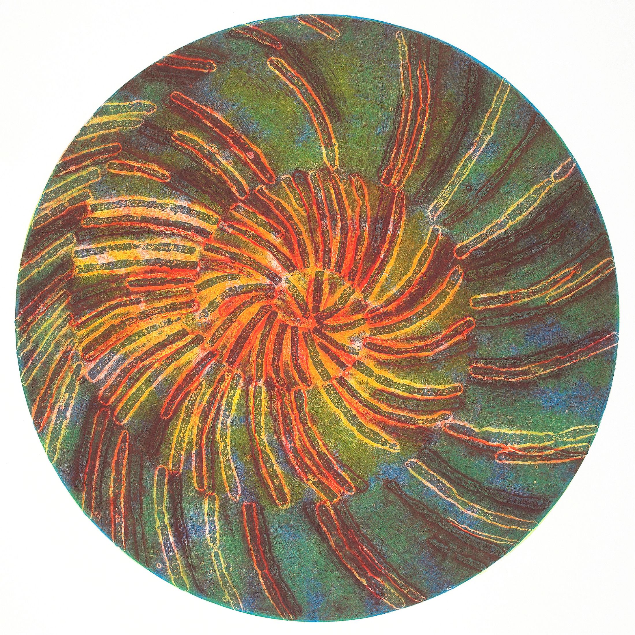 Fan Worm Fossil Form